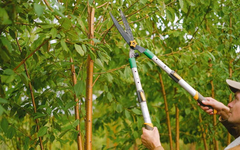 Tree trimming in Balsam Lake, WI