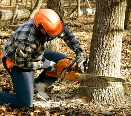 Tree Removal in Balsam Lake, WI